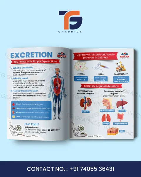 Excretion chapter editorial layout with anatomical diagrams