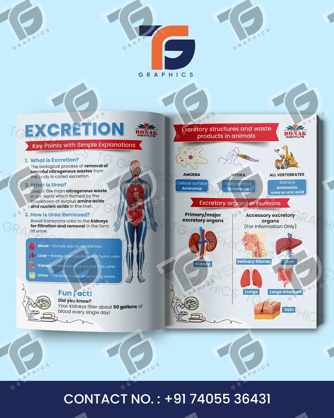 Excretion chapter editorial layout with anatomical diagrams