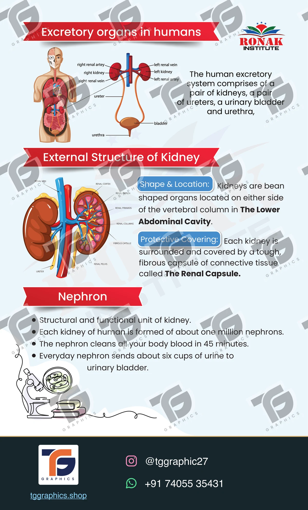Editorial layouts · Biology publication · Design 3 with TG Graphics watermark